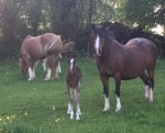 Two Foals Born in One Day!