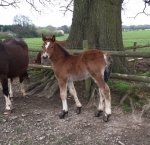 Ringside Drachma Ringside Drachma