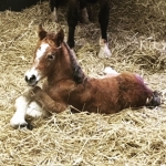 First Foal of the Year is Born!