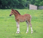 Ringside Magic Moments Ringside Magic Moments