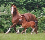 Ringside Honey Bee Ringside Honey Bee
