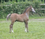 Ringside Lambada Ringside Lambada