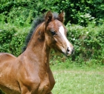 Ringside Gamekeeper Ringside Gamekeeper