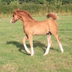 Ringside Dementor's Kiss Ringside Dementor's Kiss