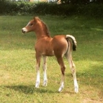 Ringside Xena Warrior Princess Ringside Xena Warrior Princess