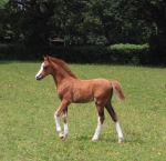 Ringside Peaky Blinder Ringside Peaky Blinder