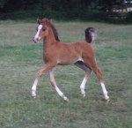 Ringside At Last Ringside At Last