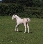 Ringside Pearlesque Ringside Pearlesque