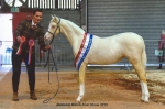 Welsh National Foal Show
