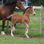 Ringside Lightning McQueen Ringside Lightning McQueen