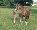Foal number 6! 