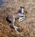 First Foal of the Year!