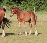 Ringside Private Ryan Ringside Private Ryan