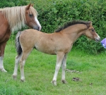 Ringside Raindrops On Roses Ringside Raindrops On Roses