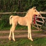 Ringside Fields of Gold Ringside Fields of Gold