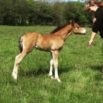 Another Filly Foal!