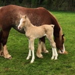 The Second Foal