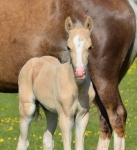Ringside Samba Ringside Samba