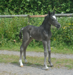 Ringside Flash the Cash Ringside Flash the Cash