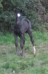 Ringside foal