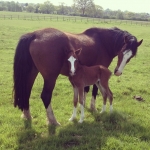 Second foal at Ringside