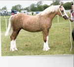 Synod Red and Gold Synod Red and Gold
