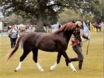 Usk Show