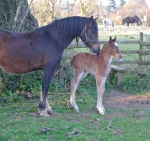 The first foal of 2013