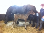 Ringside foal