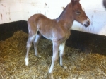 Ringside Foal