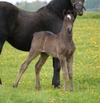 First crop of foals by Ringside Gameover First crop of foals by Ringside Gameover